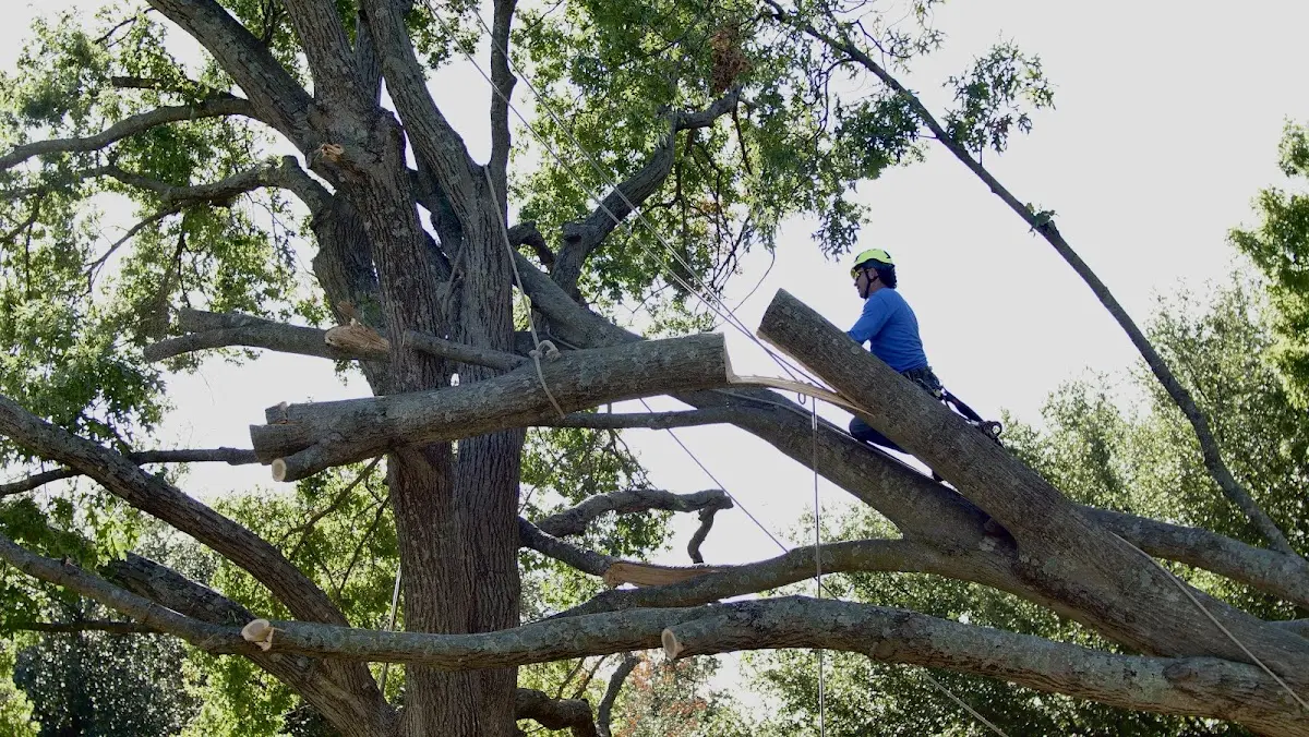 Professional Hazardous Tree Removal performed by certified arborists in Dinwiddie