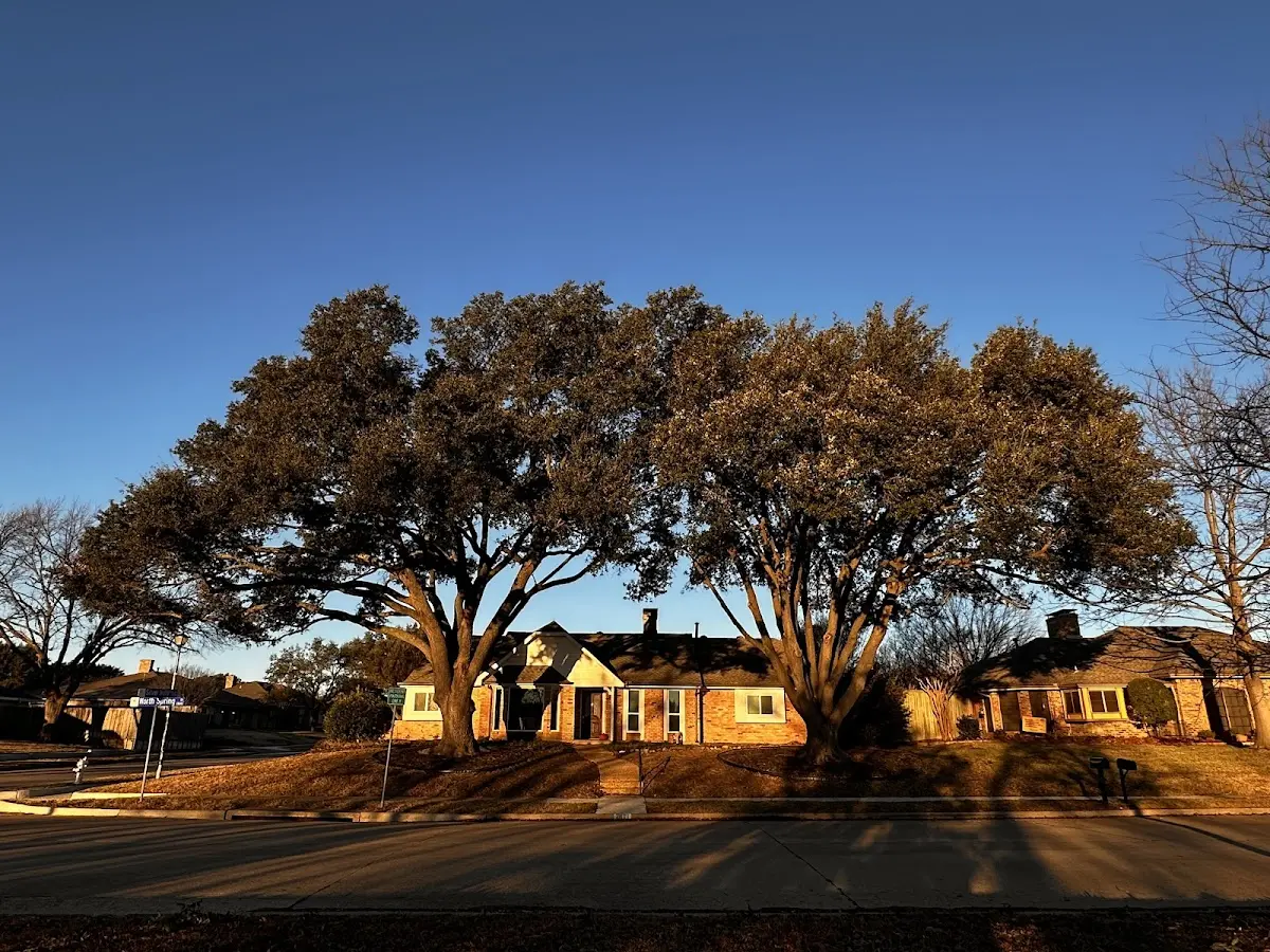 Established residential canopy tree shading a home in Dinwiddie